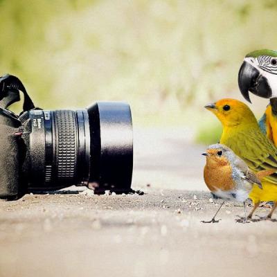 Fotoaparat Und Vogel