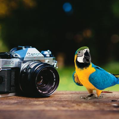 Fotodesign Fotoapparat Und Papagei